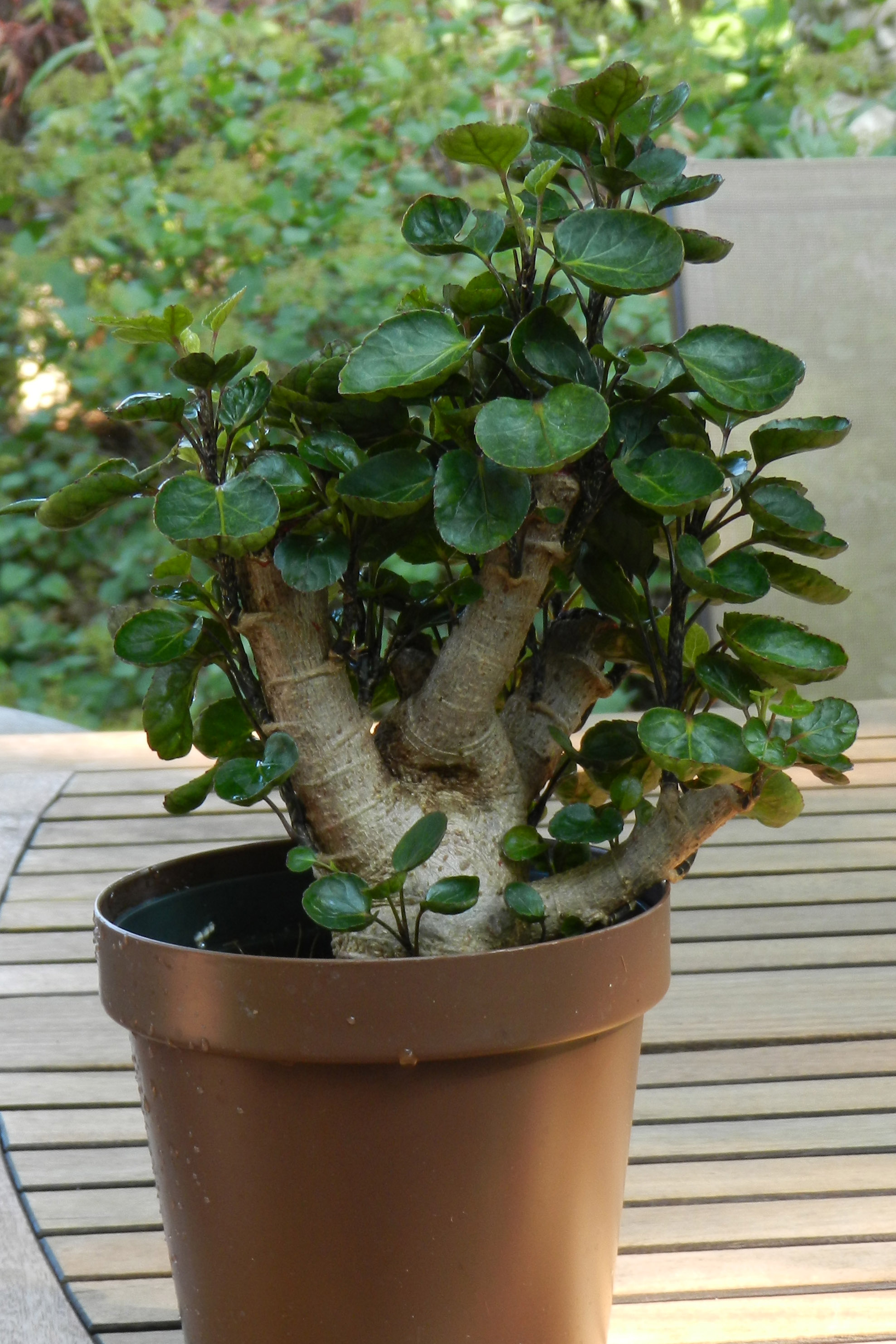 Aralia fabian, Aralia fabian Stump, How To Care For Aralia, Plant Life.