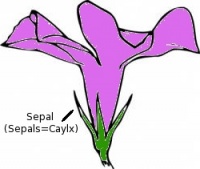 Floral_Calyx_Sepal.jpg