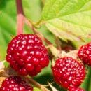 Raspberries.jpg