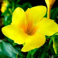 Yellow-Mandevilla.jpg