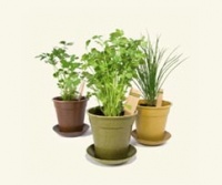 EcoFormsHerbKit.jpg EcoFormsHerbKit.jpg