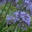 Agapanthus.jpg