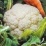 Cauliflower_2_063009.jpeg