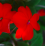 Impatiens.png