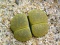 Lithops.JPG