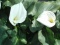 Calla Lily