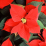 Poinsettia.png