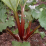 Rhubarb.png