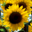 Sunflower.png