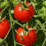 Tomato.png