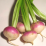 Turnip.png