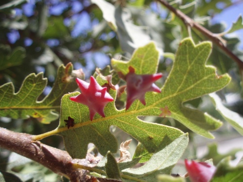 Urchin Gall