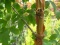 acer_griseum_paperbark_maple.JPG