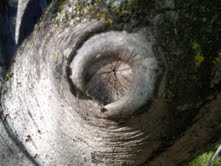 Poor Pruning Cut